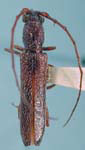 Aneflomorpha minuta