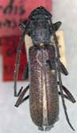 Aneflomorpha opacicornis