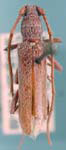 Aneflomorpha parkeri