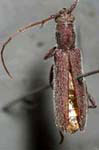 Aneflomorpha tenuis
