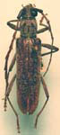 Aneflus protensus protensus