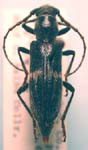 Anelaphus albofasciatus