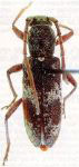 Anelaphus albopilus