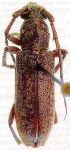 Anelaphus colombianus
