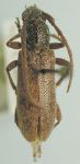 Anelaphus curacaoensis