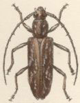 Anelaphus daedaleus