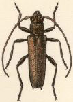 Anelaphus lanuginosus