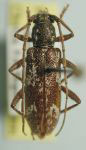 Anelaphus maculatum