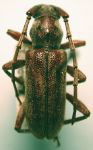 Anelaphus misellus