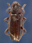 Anelaphus moestus pinorum