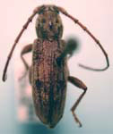 Anelaphus nanus