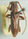 Anelaphus nitidipennis