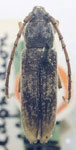 Anelaphus subfasciatus