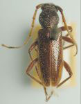 Anelaphus submoestus