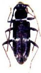 Anelaphus transversus