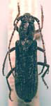 Anelaphus tuckeri