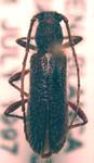 Anopliomorpha rinconium