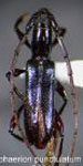 Aposphaerion punctulatum