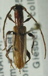Aposphaerion unicolor