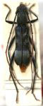 Appula aliena