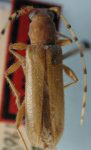 Apyrauna annulicornis