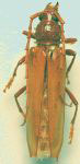 Atylostagma polita