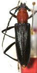 Clausirion bicolor