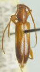 Conosphaeron concolor bicolor