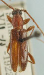 Conosphaeron concolor piceum