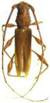 Cotyperiboeum antennarium