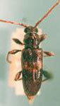 Curtomerus fasciatus