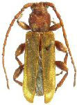 Curtomerus piraiuba