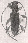 Curtomerus politus