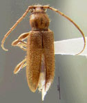 Curtomerus puncticollis