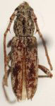 Elaphidion costipenne