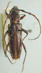 Elaphidion cryptum