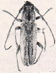 Elaphidion curacaoae