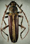 Elaphidion excelsum