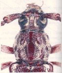 Elaphidion irroratum debieni