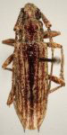Elaphidion jamaicensis