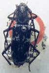 Elaphidion lewisi