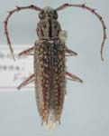 Elaphidion manni