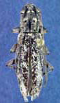 Elaphidion mucronatum