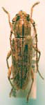 Elaphidion pseudonomon