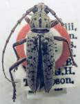 Elaphidion thompsoni