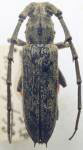 Elaphidion tomentosum