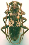 Enaphalodes taeniatus