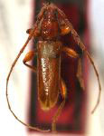 Etymosphaerion unicolor