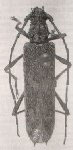 Eurysthea caesariata