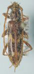 Eurysthea cribripennis  